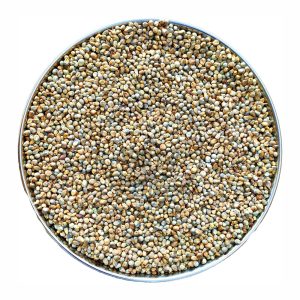 Pearl Millet - நாட்டு கம்பு