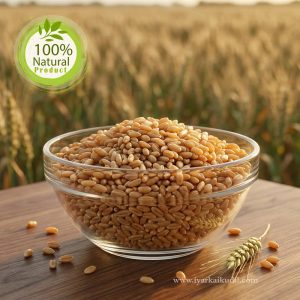 Punjab Wheat - பஞ்சாப் கோதுமை