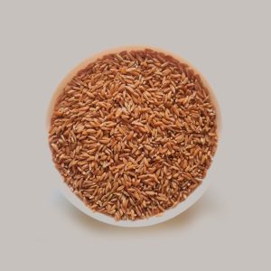 Samba Wheat - சம்பா கோதுமை